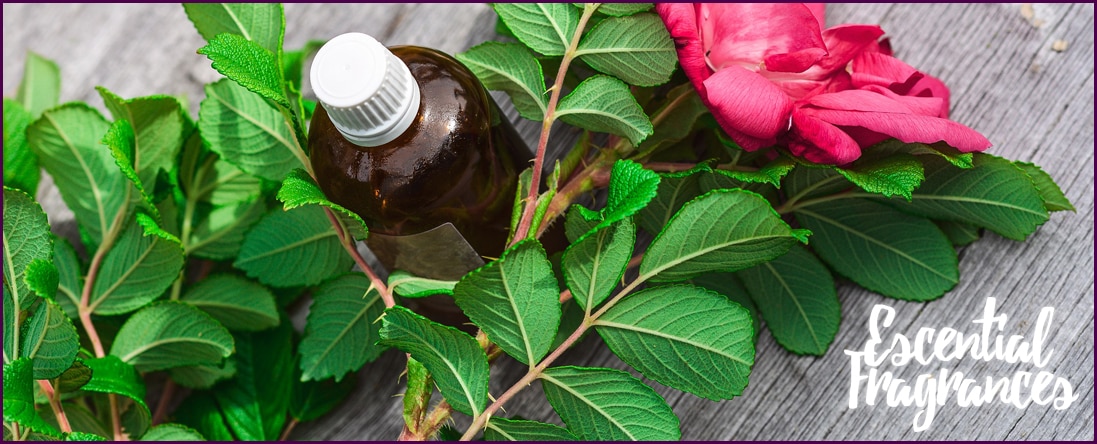Body Oils